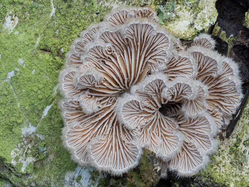 Schizophyllum commune